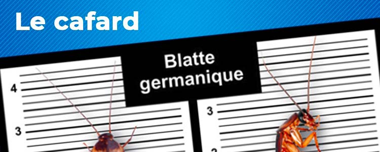 cafard